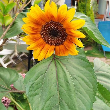 Un Deux Pieces Et Un Jardin A Villejuif Extérieur photo