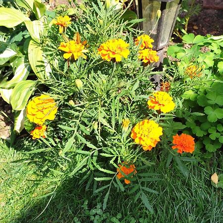 Un Deux Pieces Et Un Jardin A Villejuif Extérieur photo