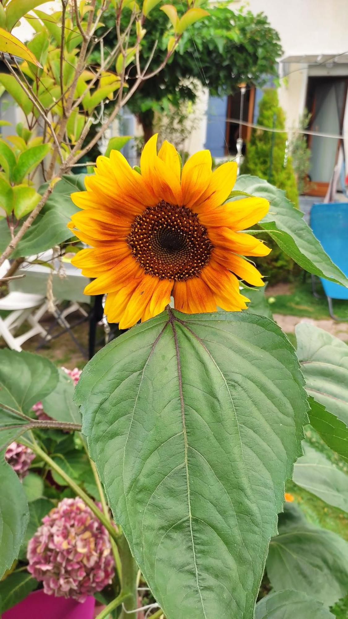 Un Deux Pieces Et Un Jardin A Villejuif Extérieur photo