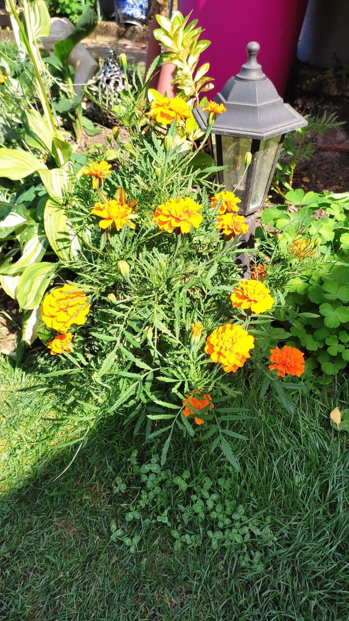 Un Deux Pieces Et Un Jardin A Villejuif Extérieur photo